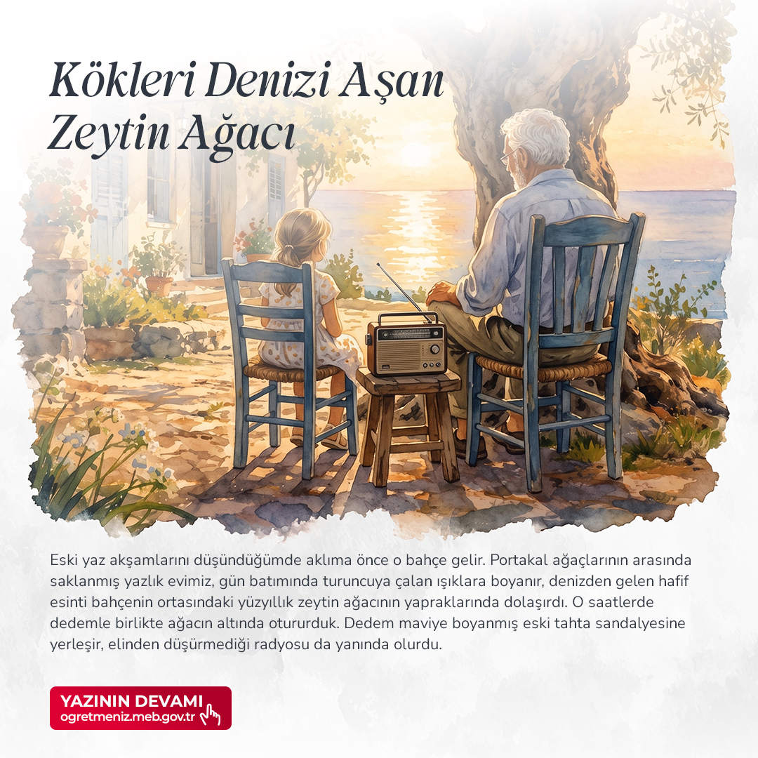Kökleri Denizi Aşan Zeytin Ağacı